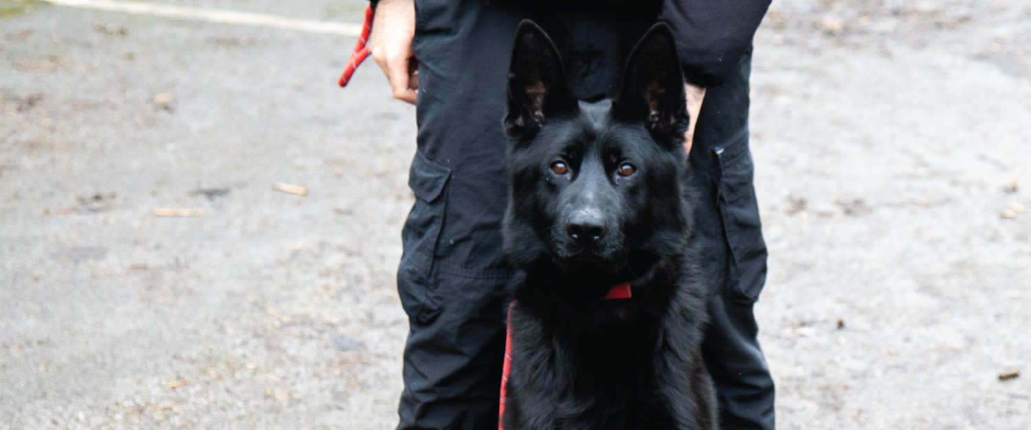 Robust Mobile Patrol Security Dogs